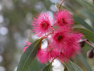 Eykalyptus Blüte