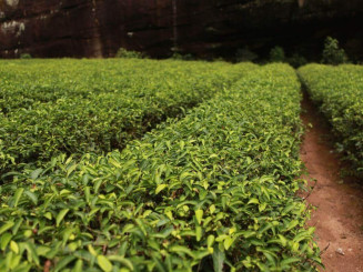 Teebaumöl Plantage