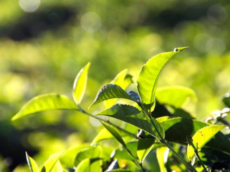 Teebaumöl Pflanze