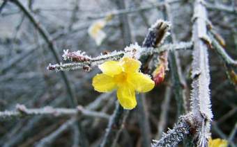 Jasminöl