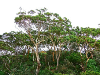 Eukalyptus Baum
