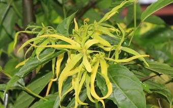 Ylang Ylang Öl